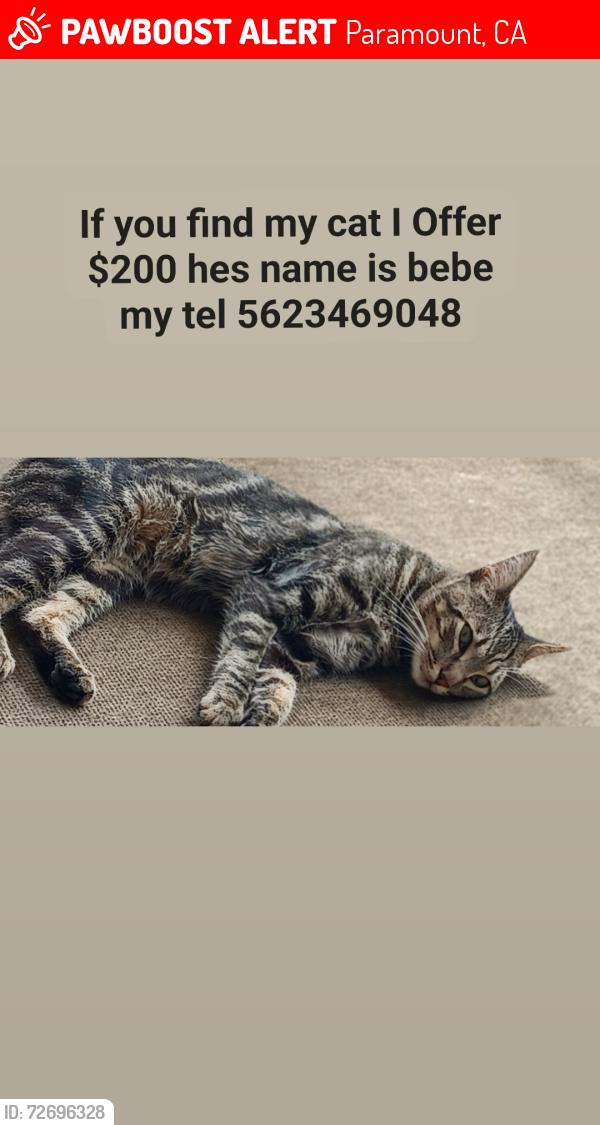 Lost Male Cat last seen Northgate Market, Paramount, CA 90723