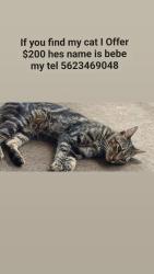 Lost Male Cat last seen Northgate Market, Paramount, CA 90723