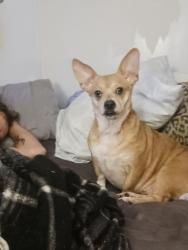 Lost Female Dog last seen Red clay on georgia/tennessee  line, Cohutta, GA 30710