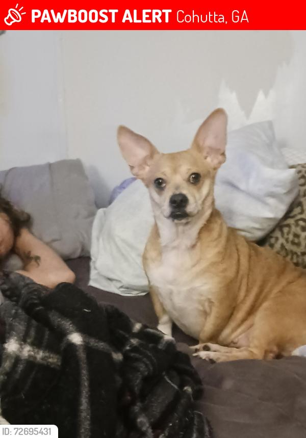Lost Female Dog last seen Red clay on georgia/tennessee  line, Cohutta, GA 30710