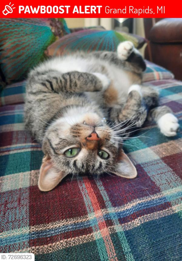 Lost Female Cat last seen Between Fuller st  and Diamond st  off Leonard st!, Grand Rapids, MI 49505