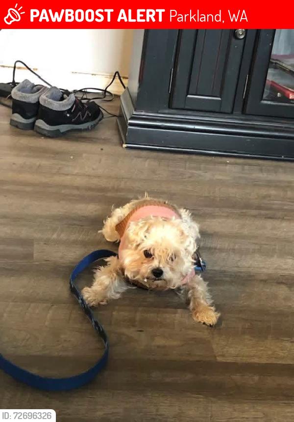 Lost Female Dog last seen A street and 136st S near Pacific Ave, Parkland, WA 98444
