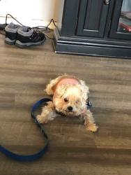 Lost Female Dog last seen A street and 136st S near Pacific Ave, Parkland, WA 98444