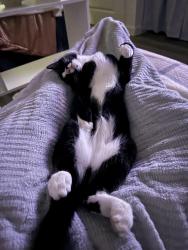 Lost Male Cat last seen the Current apmts , New Braunfels, TX 78130