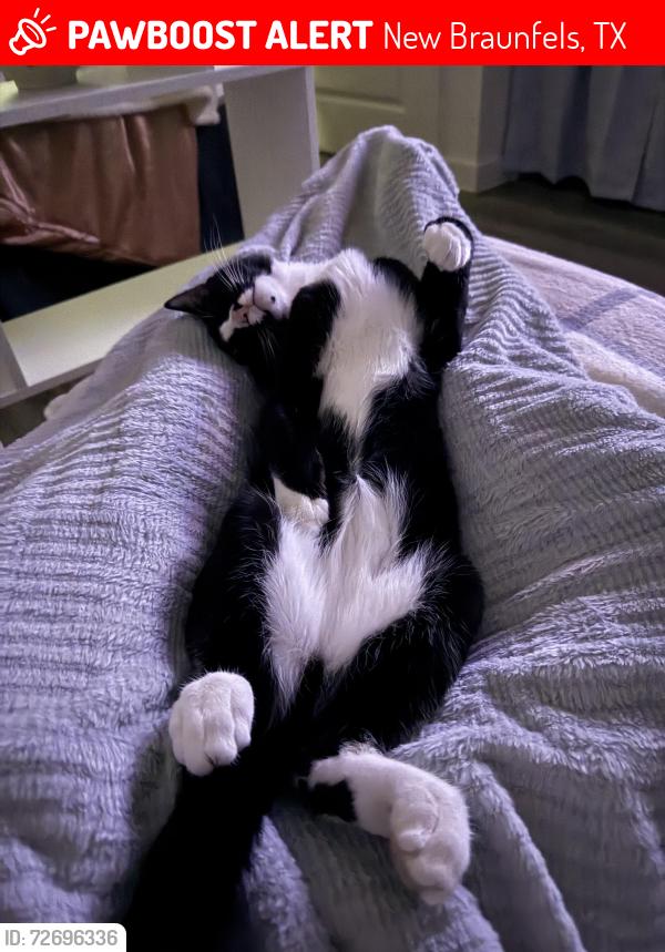 Lost Male Cat last seen the Current apmts , New Braunfels, TX 78130