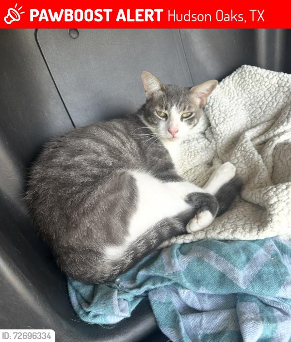 Lost Male Cat last seen FM 5, E bankhead, Parker oaks housing development , Hudson Oaks, TX 76087