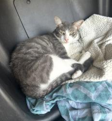 Lost Male Cat last seen FM 5, E bankhead, Parker oaks housing development , Hudson Oaks, TX 76087
