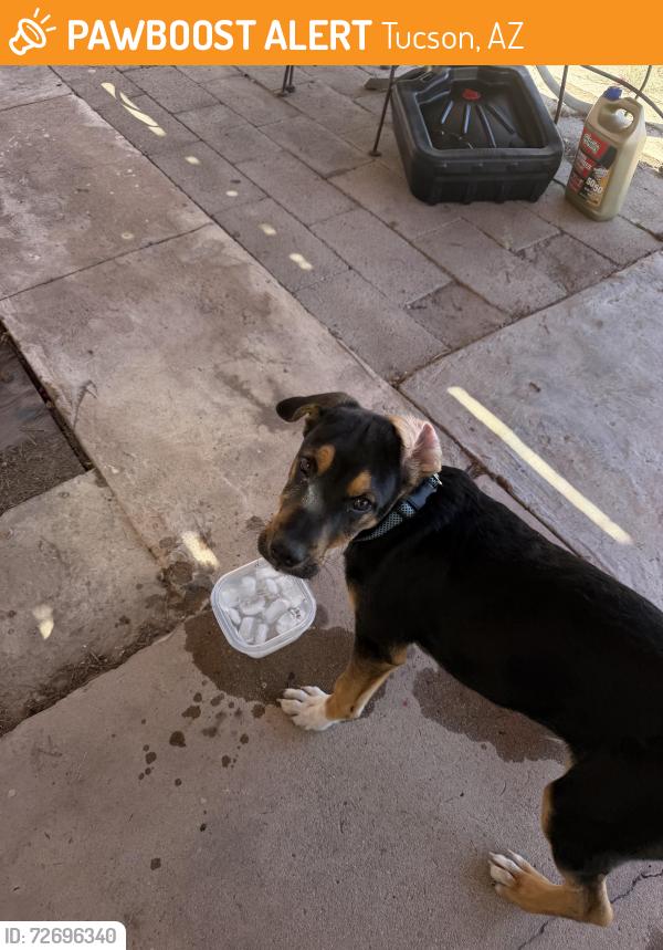 Found/Stray Male Dog last seen linden/euclid, Tucson, AZ 85715
