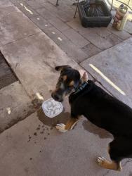 Found/Stray Male Dog last seen linden/euclid, Tucson, AZ 85715