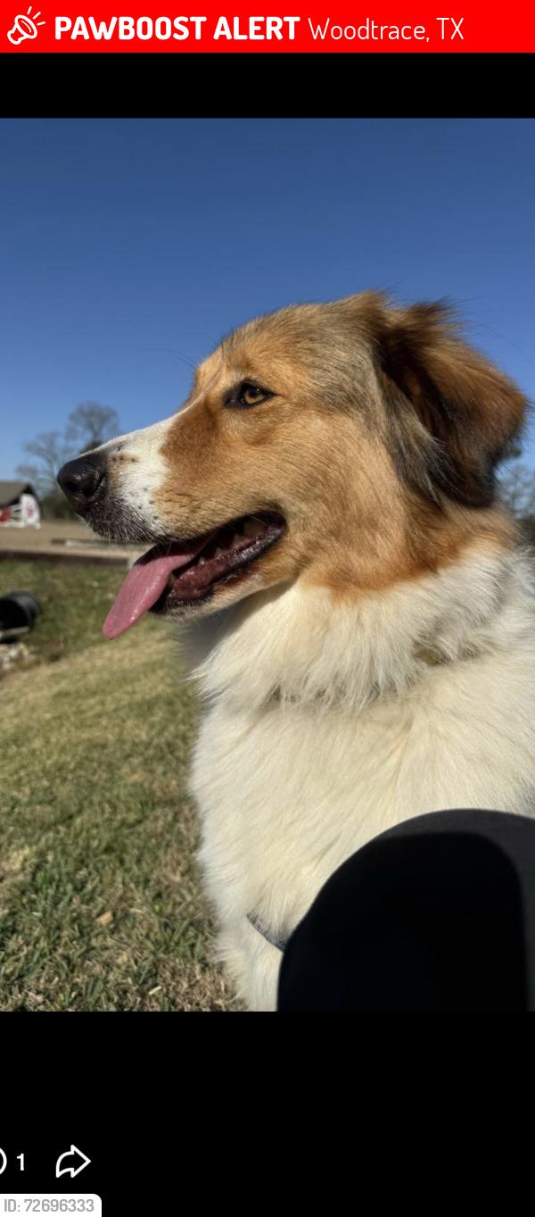 Lost Female Dog last seen Goodson Loop/Woodtrace/249, Woodtrace, TX 77362