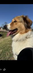 Lost Female Dog last seen Goodson Loop/Woodtrace/249, Woodtrace, TX 77362