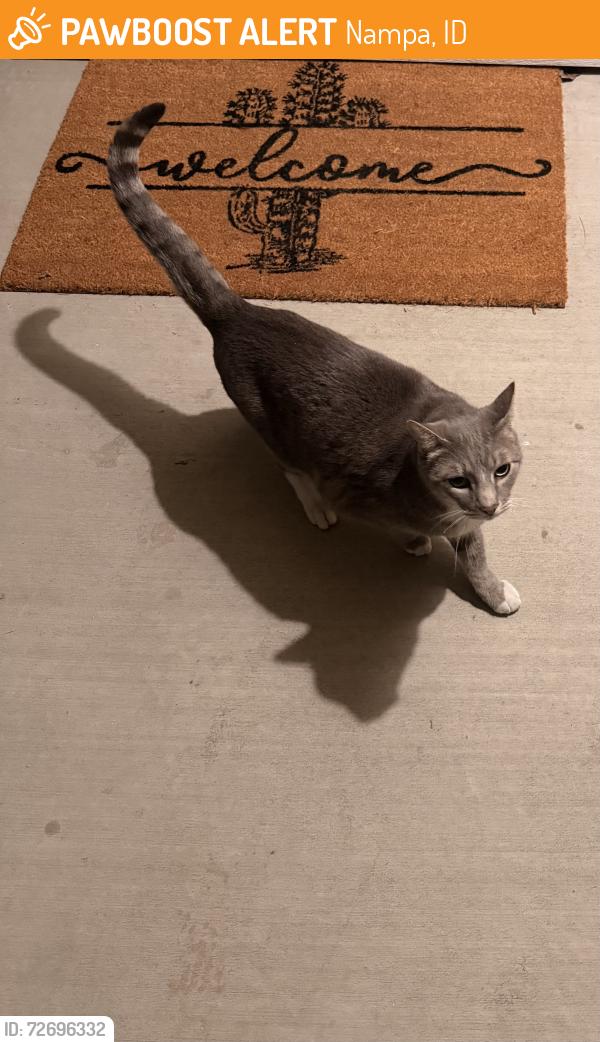 Found/Stray Female Cat last seen Adams Ridge Subdivision, Nampa, ID 83687