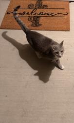 Found/Stray Female Cat last seen Adams Ridge Subdivision, Nampa, ID 83687