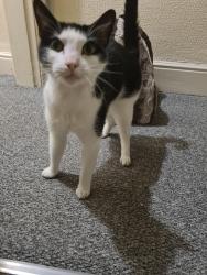 Lost Male Cat last seen South roads erdington , Erdington, England B23 6EJ