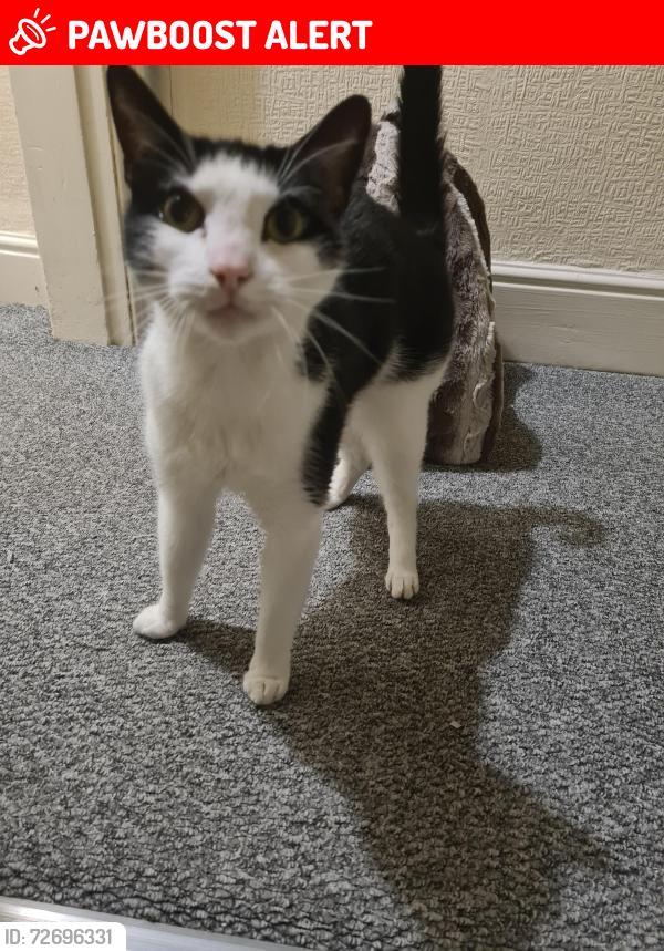 Lost Male Cat last seen South roads erdington , Erdington, England B23 6EJ