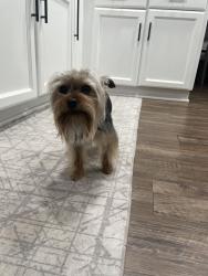 Lost Male Dog last seen 30th st & Regency way, Palmdale, CA 93551