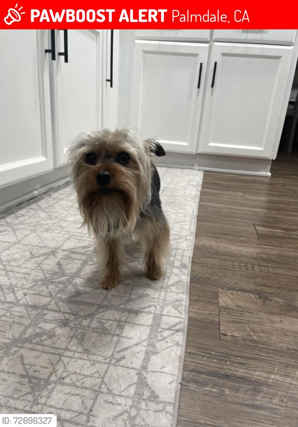 Lost Male Dog last seen 30th st & Regency way, Palmdale, CA 93551