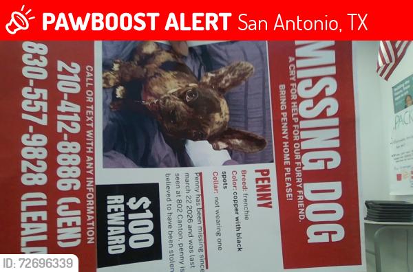 Lost Female Dog last seen Near canton, San Antonio, TX 78202