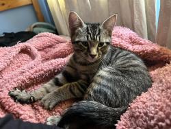 Lost Male Cat last seen State Road and Third Ave, Croydon Pa, Croydon, PA 19021