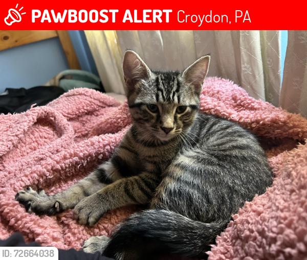 Lost Male Cat last seen State Road and Third Ave, Croydon Pa, Croydon, PA 19021