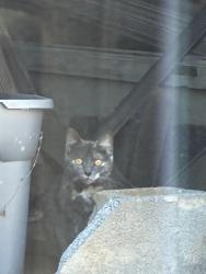 Found/Stray Unknown Cat last seen peace haven and country club, Winston-Salem, NC 27104