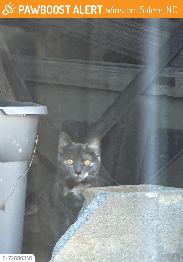 Found/Stray Unknown Cat last seen peace haven and country club, Winston-Salem, NC 27104