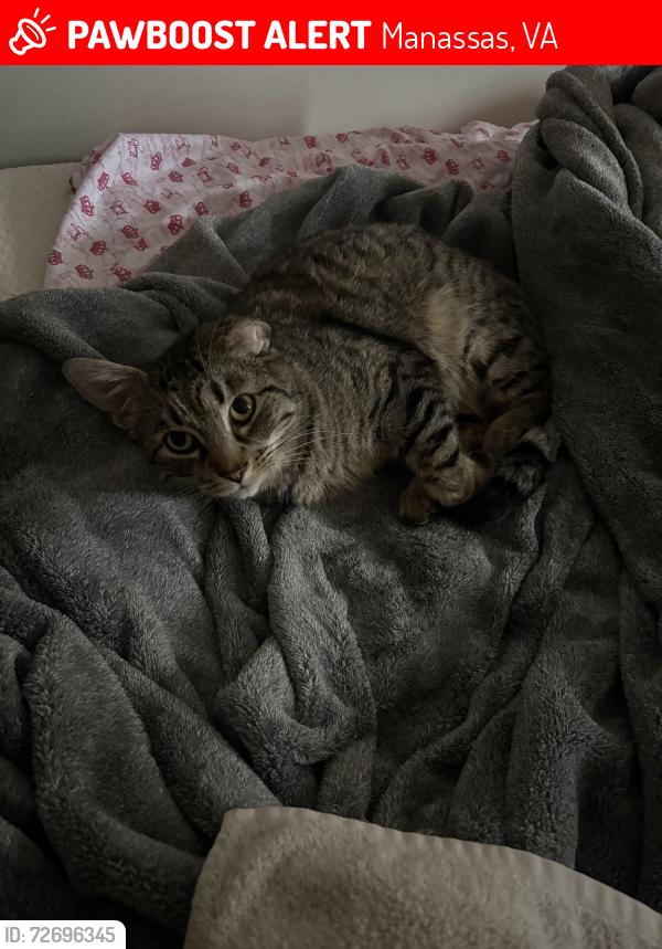Lost Male Cat last seen devonshire ct manassas va on sudley , Manassas, VA 20110