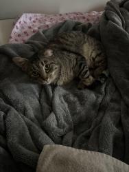 Lost Male Cat last seen devonshire ct manassas va on sudley , Manassas, VA 20110
