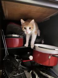 Lost Male Cat last seen Hazelwood apmts , Tyler, TX 75703