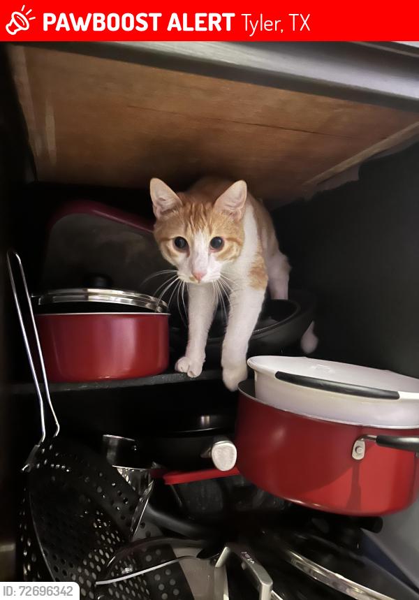 Lost Male Cat last seen Hazelwood apmts , Tyler, TX 75703