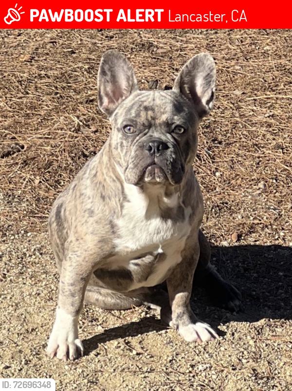 Lost Male Dog last seen 15th St E / Ave I, Lancaster, CA 93535