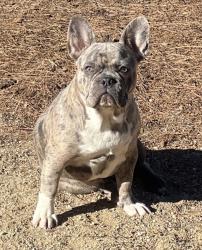 Lost Male Dog last seen 15th St E / Ave I, Lancaster, CA 93535