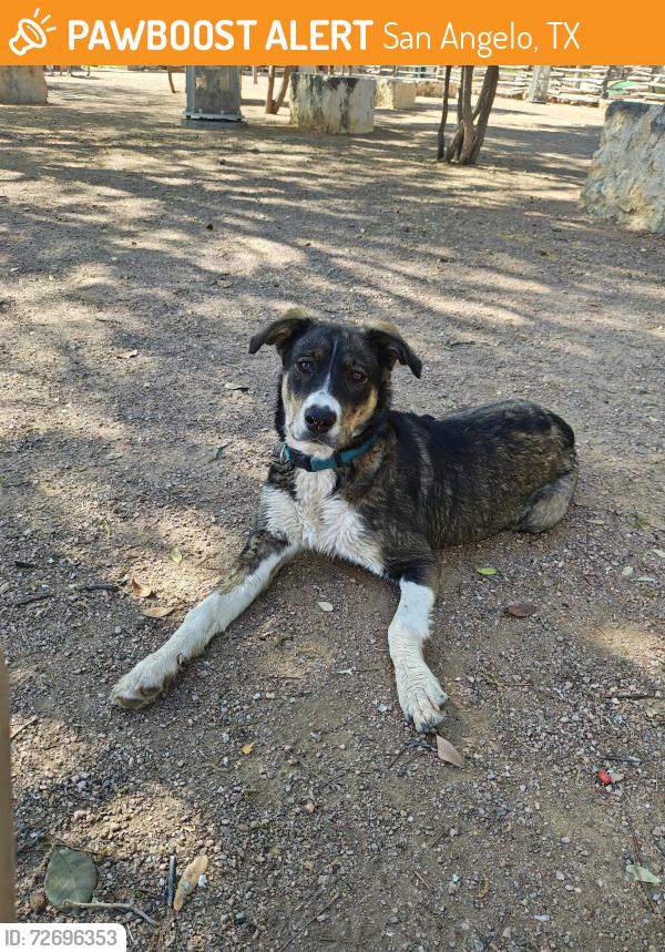 Found/Stray Female Dog last seen Near downtown the bosque along concho river, San Angelo, TX 76903