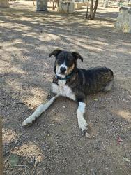 Found/Stray Female Dog last seen Near downtown the bosque along concho river, San Angelo, TX 76903