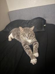 Lost Female Cat last seen Near pine st concord ca, Concord, CA 94520