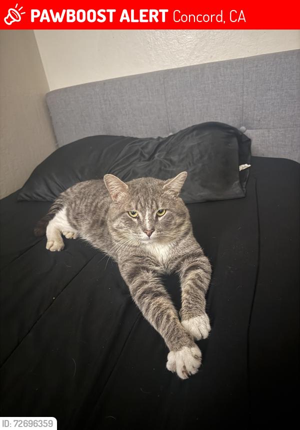 Lost Female Cat last seen Near pine st concord ca, Concord, CA 94520
