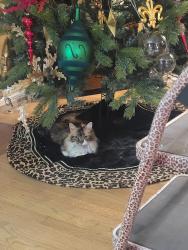 Lost Female Cat last seen Victory/tampa, Los Angeles, CA 91335