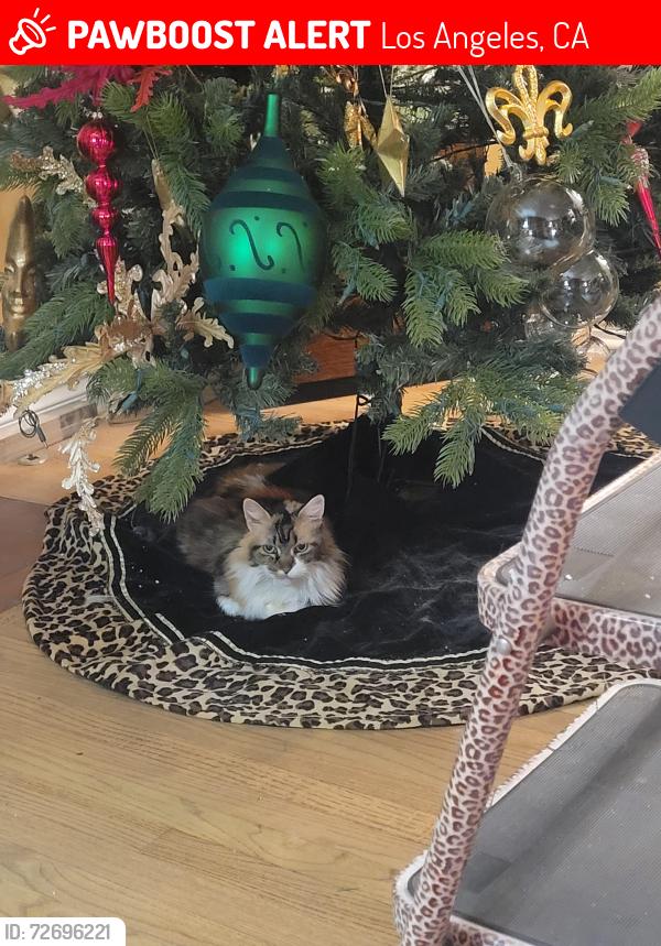 Lost Female Cat last seen Victory/tampa, Los Angeles, CA 91335