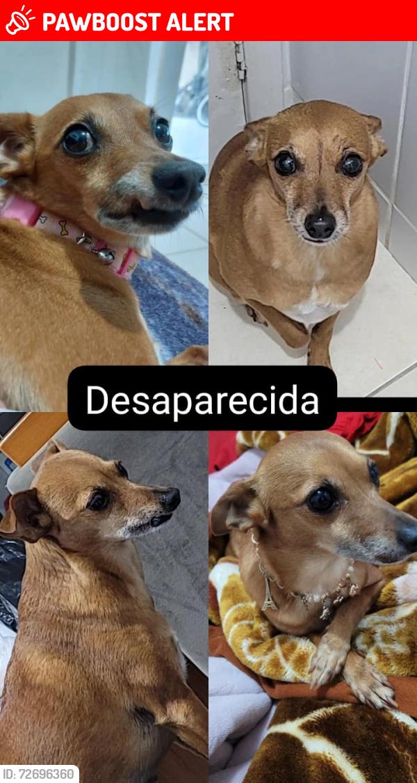 Lost Female Dog last seen Perto da olaria, Campo de Santana, PR 81490-291