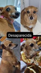 Lost Female Dog last seen Perto da olaria, Campo de Santana, PR 81490-291