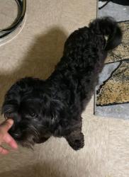Lost Male Dog last seen Woodland, Cleveland, OH 44104