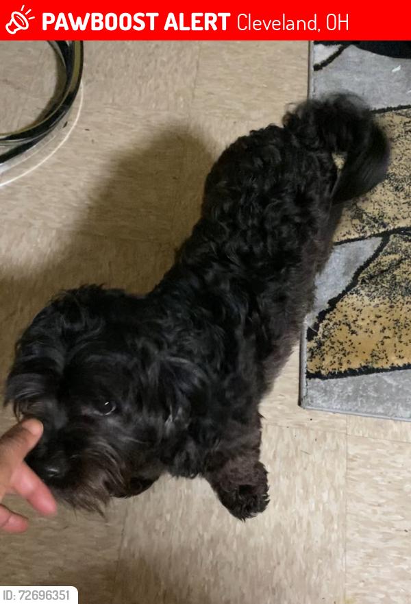 Lost Male Dog last seen Woodland, Cleveland, OH 44104