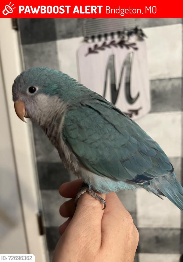 Lost Female Bird last seen Greenbridge and Ivygreen, Bridgeton, MO 63044