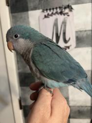 Lost Female Bird last seen Greenbridge and Ivygreen, Bridgeton, MO 63044