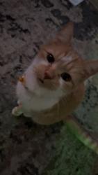Lost Female Cat last seen 2nd st by 1984 the restaurant there’s an insurance place across the street, Perham, MN 56573