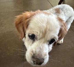 Found/Stray Male Dog last seen Cuidad Nuevo Dr in Bakersfield 93307, Bakersfield, CA 93307