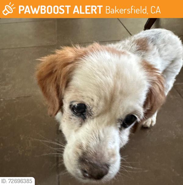 Found/Stray Male Dog last seen Cuidad Nuevo Dr in Bakersfield 93307, Bakersfield, CA 93307