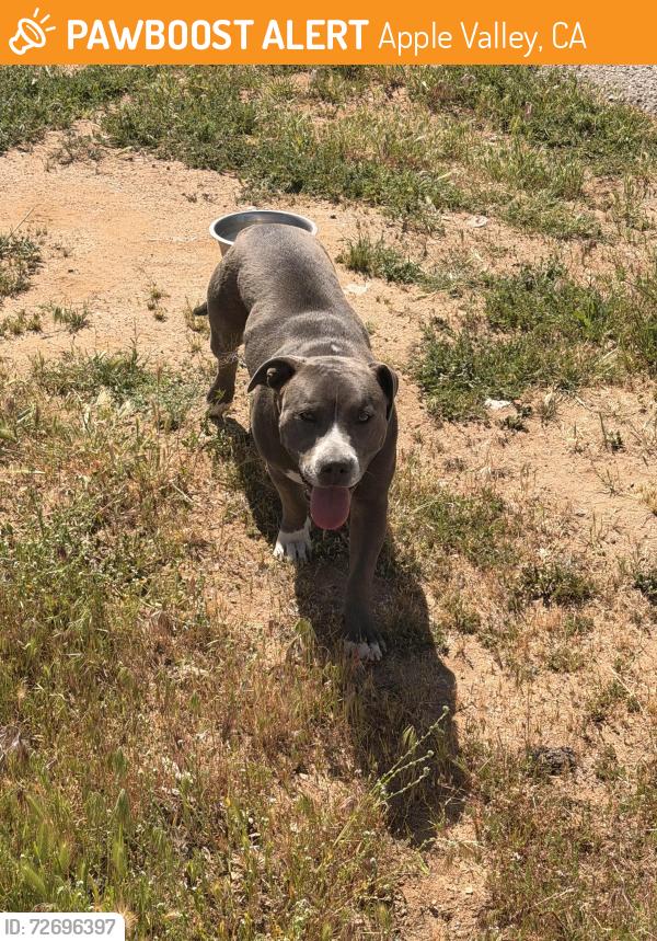 Found/Stray Unknown Dog last seen Corner of Otoe Rd and Sago Rd , Apple Valley, CA 92307