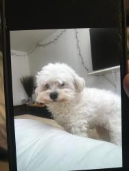 Lost Female Dog last seen Walnut , New Braunfels, TX 78130
