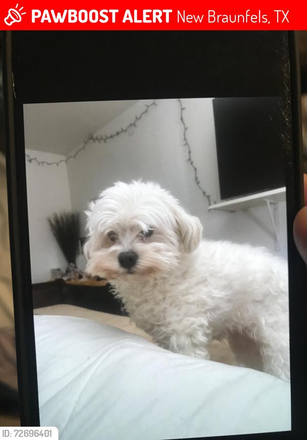 Lost Female Dog last seen Walnut , New Braunfels, TX 78130